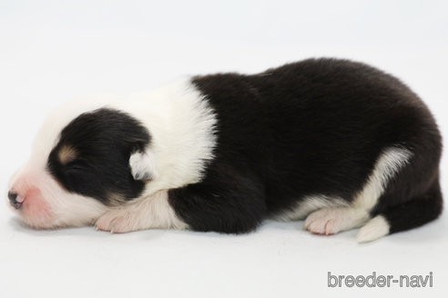 成約済の神奈川県のボーダーコリー-327372の5枚目